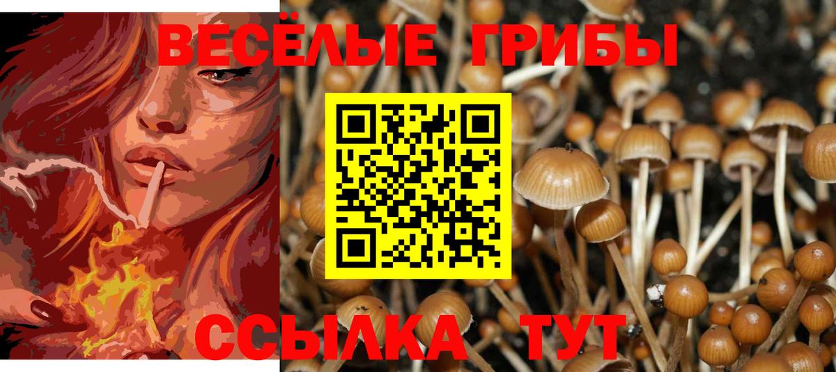 Псилоцибиновые грибы Psilocybe Калач-на-Дону